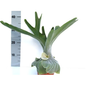 Платицериум Супербум 40 см.